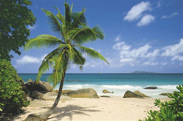 Poster - Palm beach